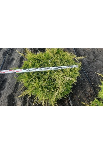 Ялівець середній Голд Кост - ком30кг/вис.40-50см/Ø80-100см